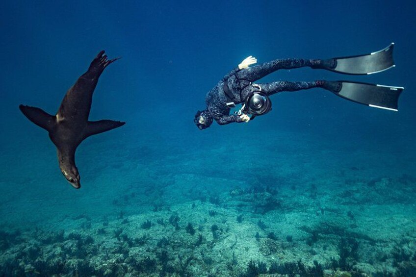 Ocean Seafari Swim with wildlife in SJC 1