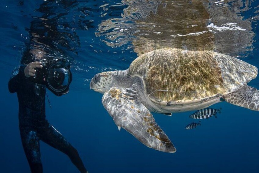 Un buceador fotografiando una tortuga marina bajo el agua. 2