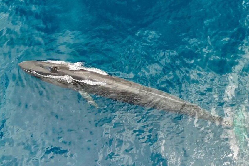 Una ballena nadando en aguas azul turquesa. 2
