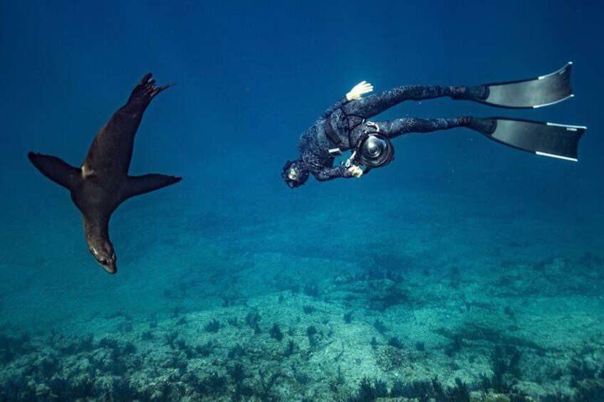 Un buzo y un tiburón nadando en aguas azules y cristalinas. 1