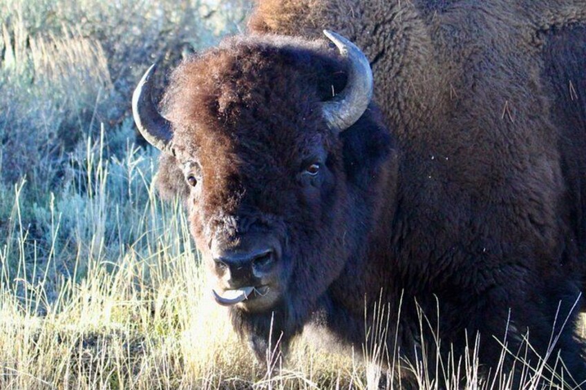 A bison in a grassy field. 2