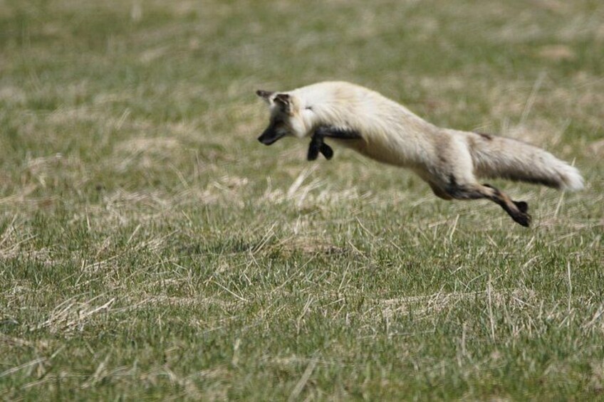 A fox in mid-leap across a grassy field. 3