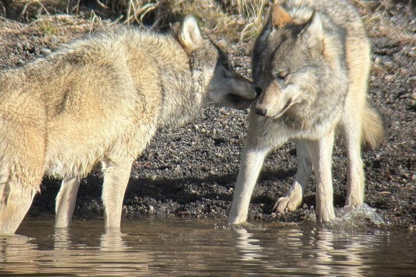 Two wolves near a water body, one standing and one lying down. 1