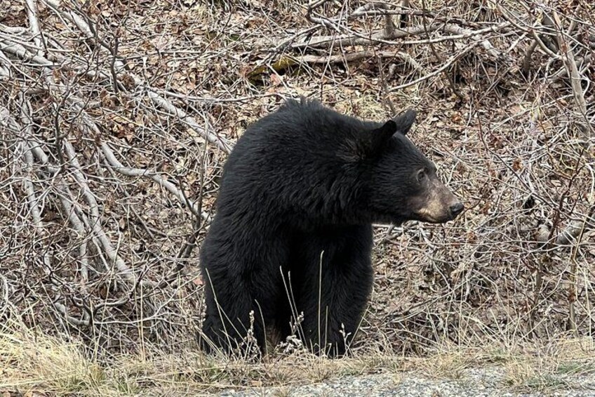 Un ours noir se tient debout dans une zone boisée, parmi des branches et des feuilles sèches. 4