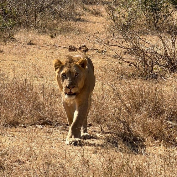 Picture 9 for Activity From Johannesburg: 2-Day Kruger National Park Tented Safari 2