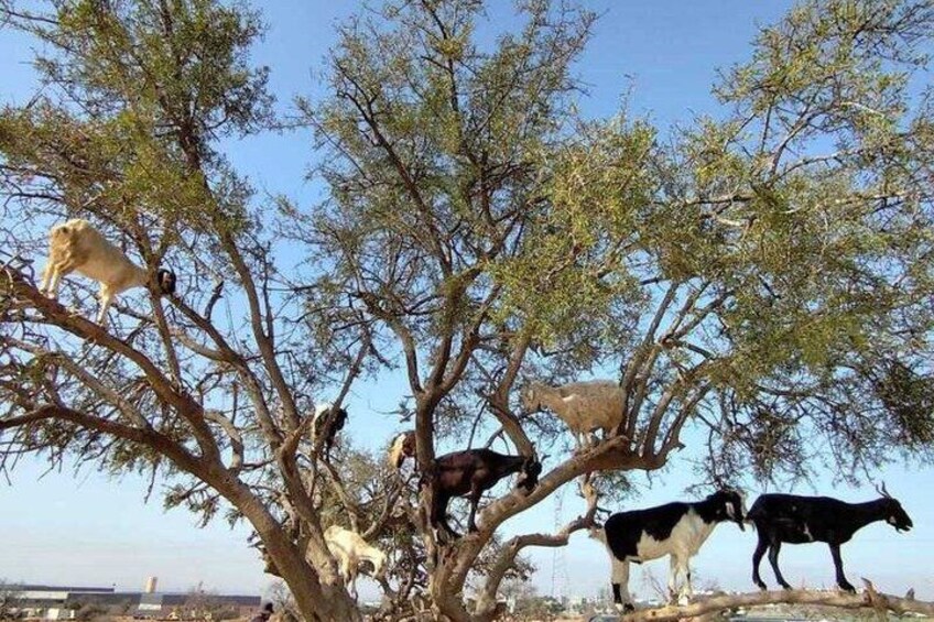 Agadir & Taghazout Tree-Climbing Goats & Souk El Had Tour 4