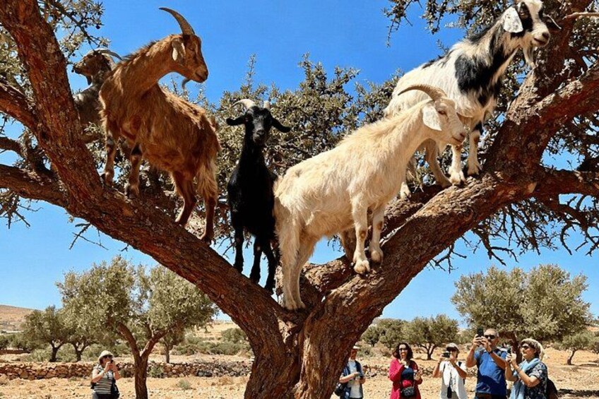 A group of goats on a tree with people observing. 2