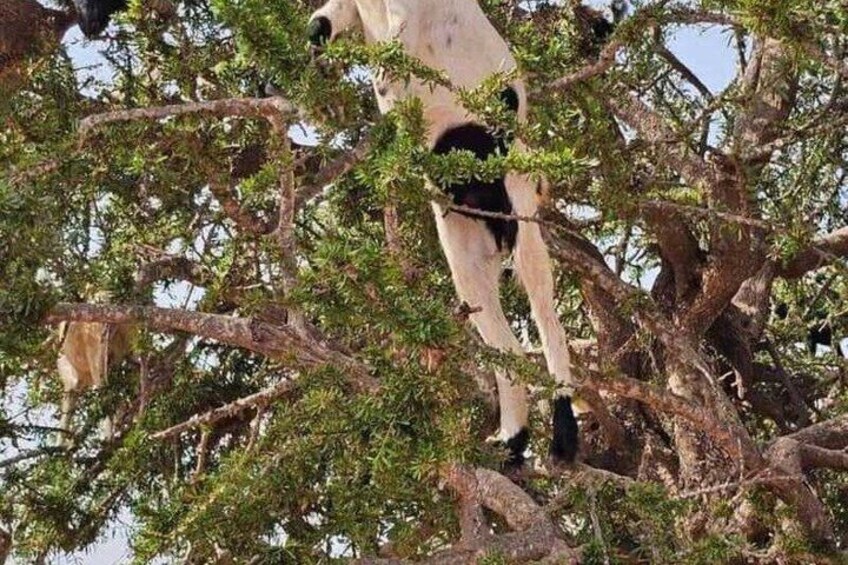 Agadir & Taghazout Tree-Climbing Goats & Souk El Had Tour 3