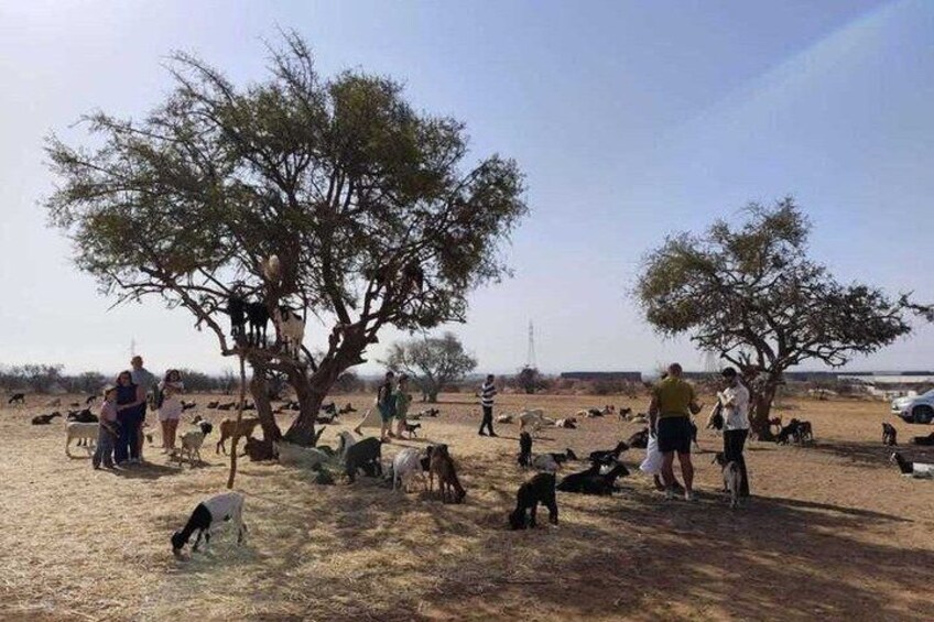 Agadir & Taghazout Tree-Climbing Goats & Souk El Had Tour 5