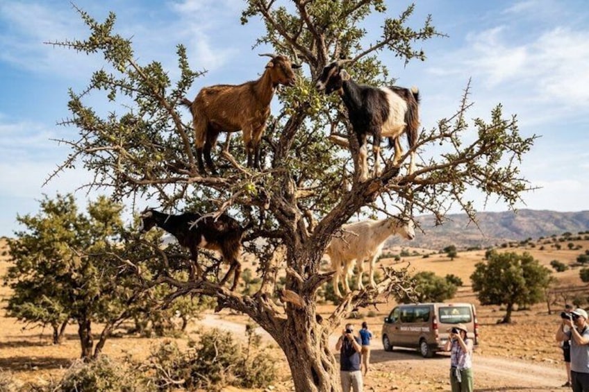 A tree with goats, a van, and people in a desert landscape. 1