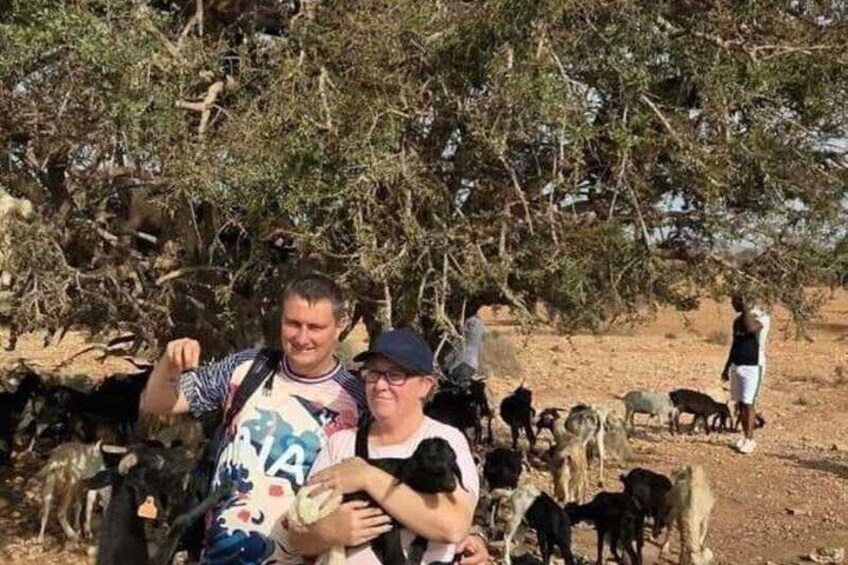 Agadir & Taghazout Tree-Climbing Goats & Souk El Had Tour 2