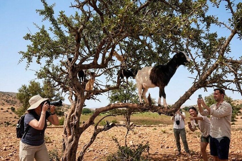 Eine Gruppe von Menschen beobachtet Tiere in einer Wüstenlandschaft mit spärlicher Vegetation. 2