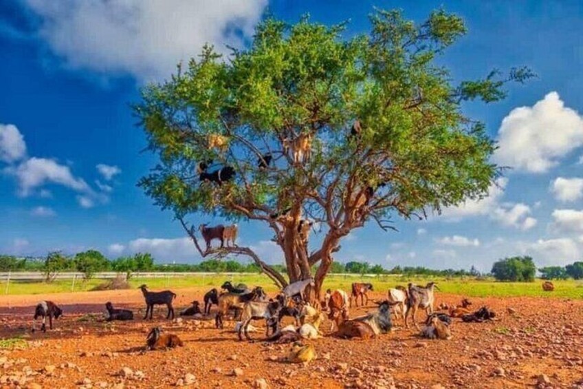 A tree with animals around it in a rural landscape. 5