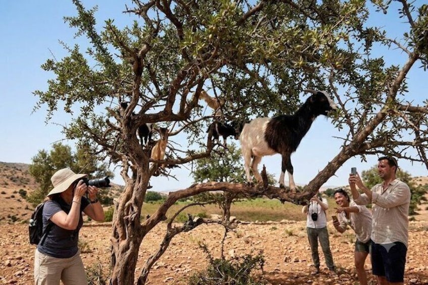 Agadir: Goats in Argan Trees & Souk El Had Guided Half-Day Tour 1