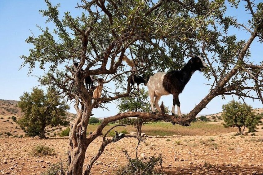 Agadir: Goats in Argan Trees & Souk El Had Guided Half-Day Tour 2