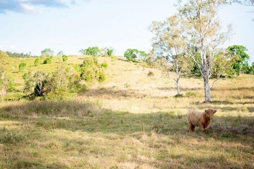 Morning Farm Experience near Gympie & Noosa 2