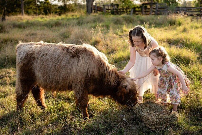 Morning Farm Experience near Gympie & Noosa 1
