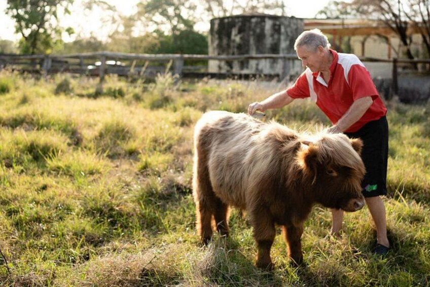 Morning Farm Experience near Gympie & Noosa 2