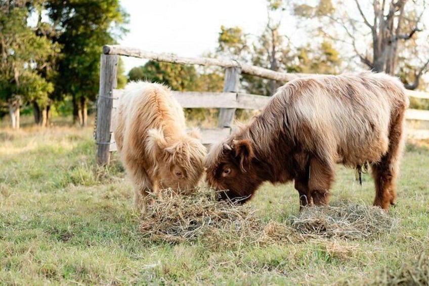 Twee koeien grazen in een grasveld met een houten hek op de achtergrond. 3