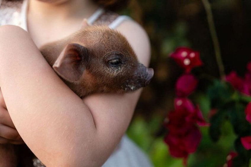 Iemand houdt een klein diertje vast, mogelijk een puppy, met rode bloemen op de achtergrond. 5