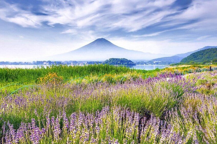 Mt Fuji or Hakone Private Day Tour 2
