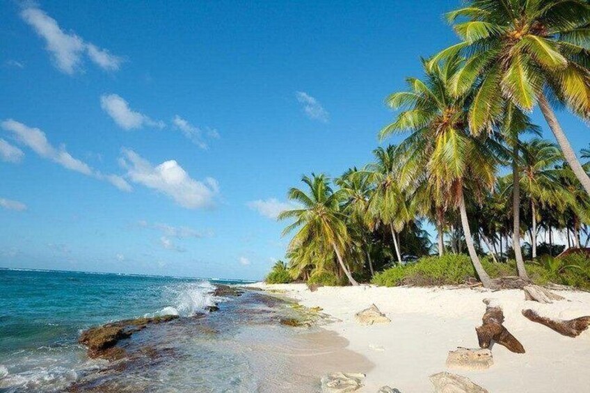 Its beautiful palm trees and coral reef 4