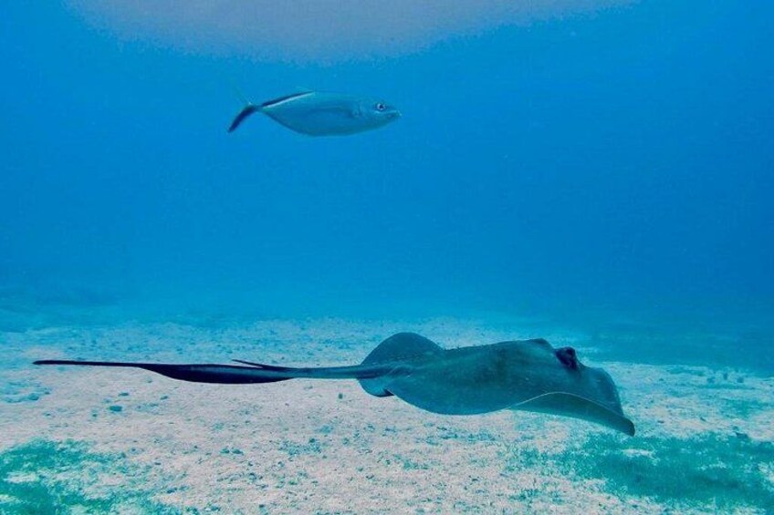 Best Sailing Catamaran, Beach and Snorkel - Cruise Ship Friendly 5