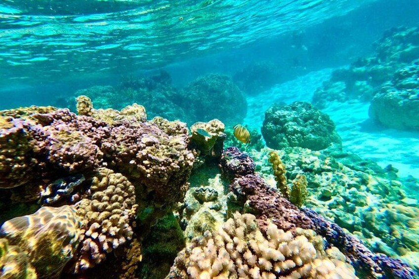 Coral garden 5