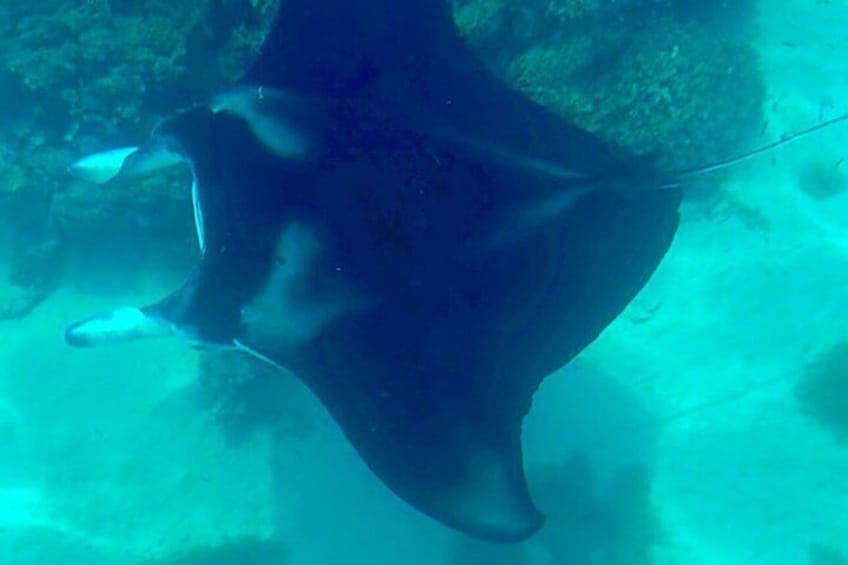 Une raie manta nageant sous l’eau. 2