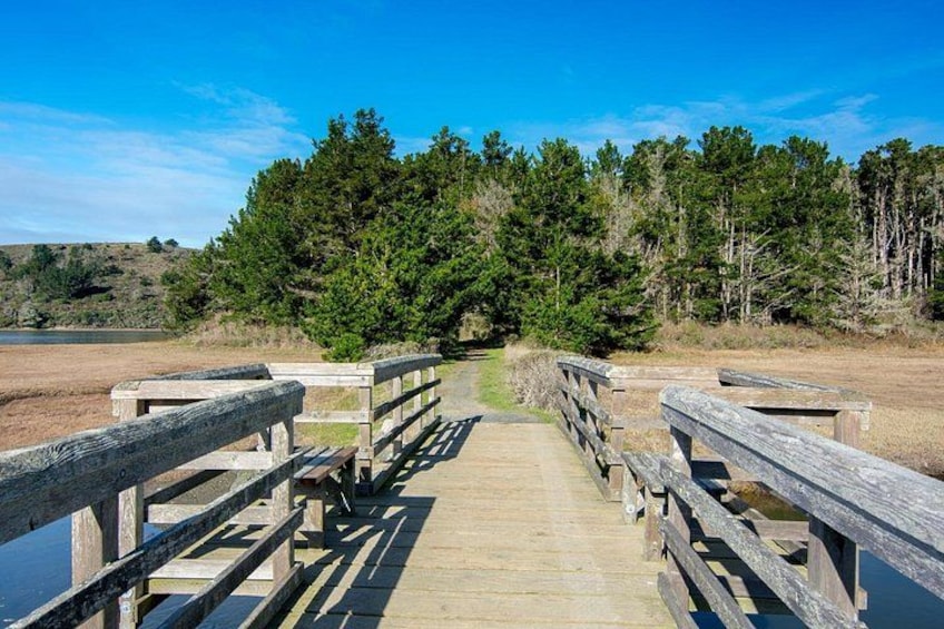 A wooden boardwalk leading to a forested area with a clear sky. 3