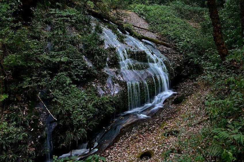 A waterfall cascading over a moss-covered rock in a forested area. 5