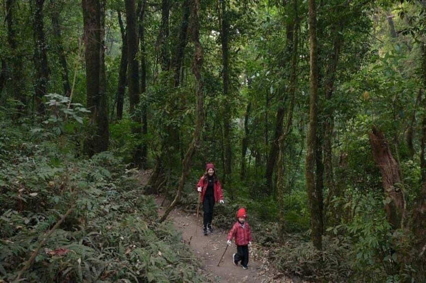 Two people hiking on a forest trail surrounded by dense green foliage. 4