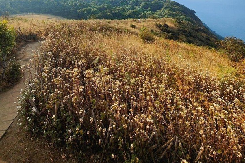 A dirt path, wildflowers, and a hilly landscape with a view of the ocean. 2