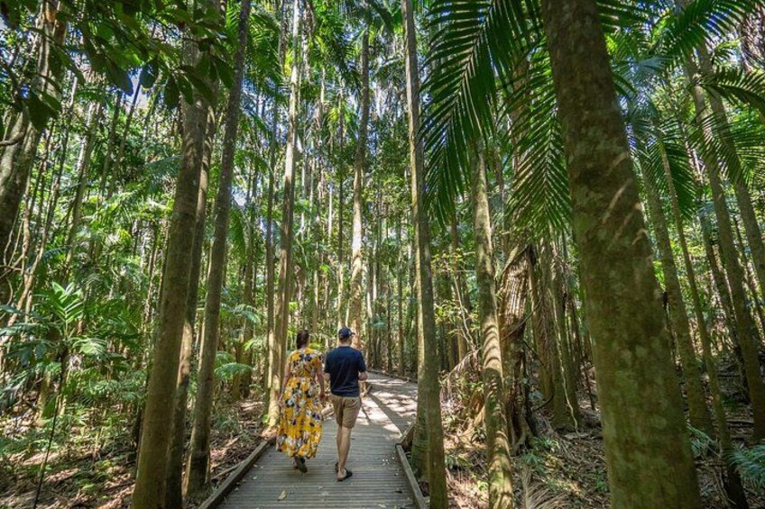 Forest Walk at Mary Cairncross Scenic Reserve Rainforest 5