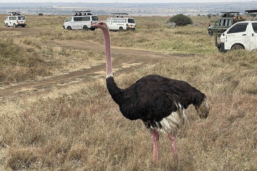 Un avestruz en un campo cubierto de hierba, con vehículos al fondo. 3