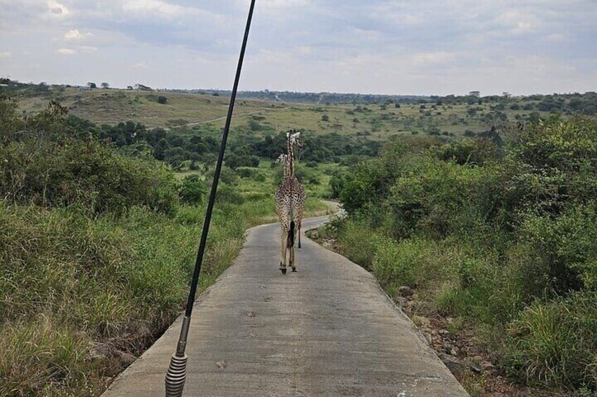 Una jirafa caminando sobre un sendero pavimentado rodeado de vegetación. 1