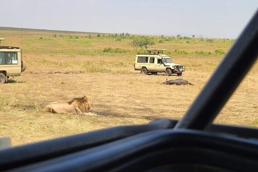 Un vehículo de safari, un león y un paisaje con vegetación escasa. 2