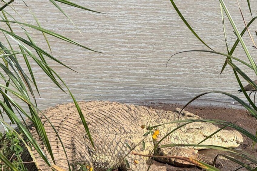 A crocodile resting near water with reeds and a log. 5