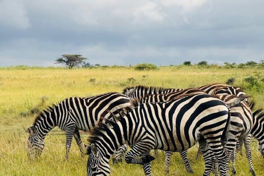 Zebras grazing in a grassy field with a cloudy sky. 3