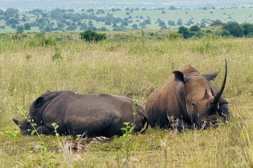 Two rhinos in a grassy field with a distant tree line. 4