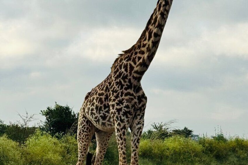 A giraffe standing in a grassy area with trees in the background. 2