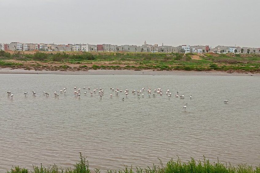 A river with a flock of birds, a distant shoreline with buildings, and grassy banks. 4