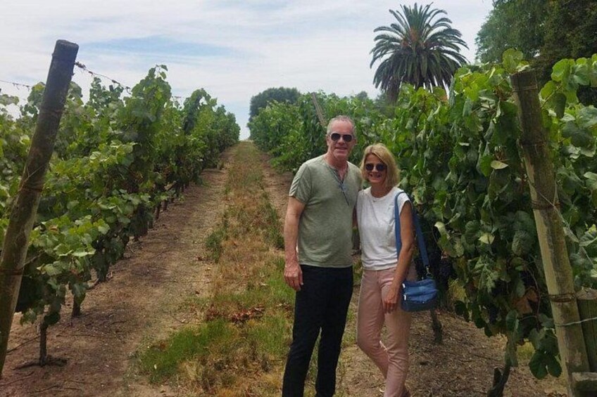 A vineyard with rows of grapevines and a dirt path. 4