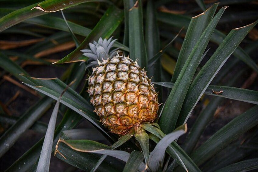En ananas med et pigget ydre, omgivet af grønne blade. 2