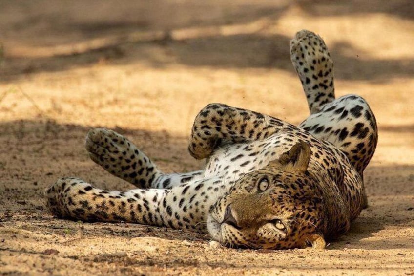 A cheetah lying on the ground in a sandy area. 3