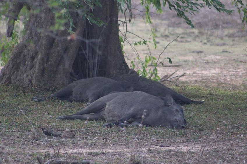 Two large black animals lying on the ground near a tree. 4