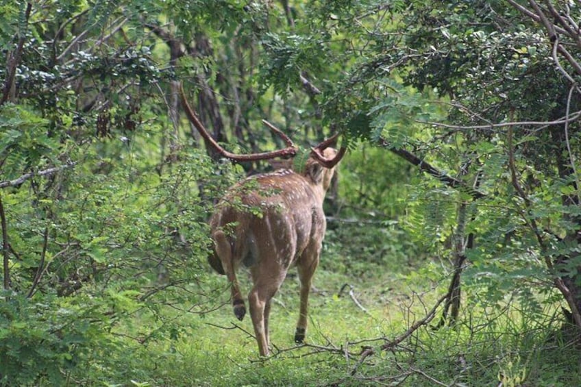 A deer in a forest with dense foliage and trees. 5