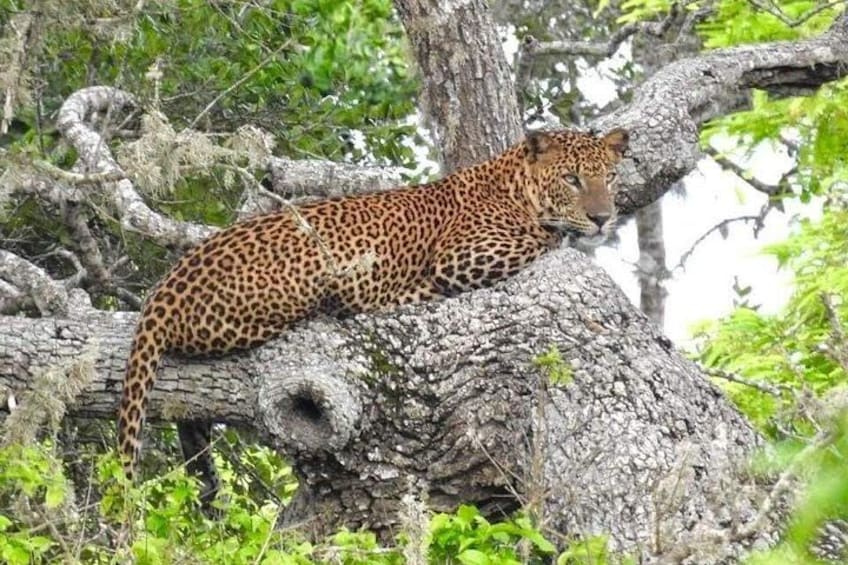 Un léopard se reposant sur une branche d’arbre dans une zone boisée. 1