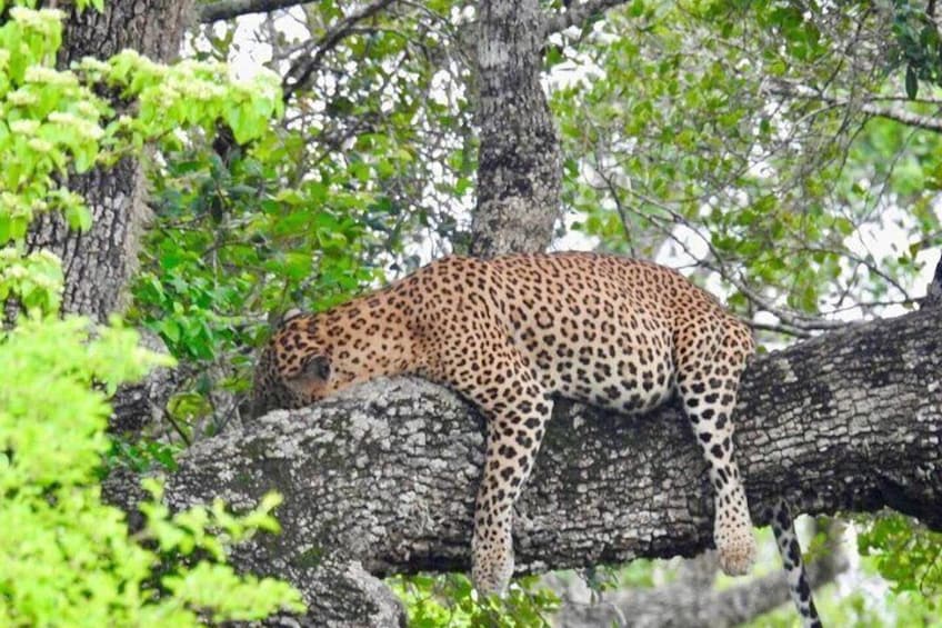 A leopard resting on a tree branch in a forested area. 2