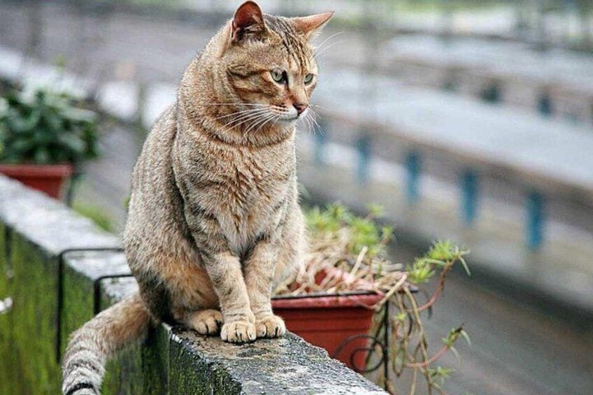 Un gato sentado en un repisa de madera, con un fondo borroso de un puente y vegetación. 4